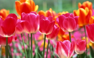  Tulipanes Obras - Pintura de flores de tulipanes de fotos a arte